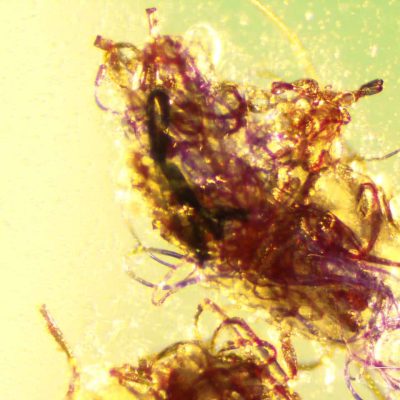 microscopic fiber image -min